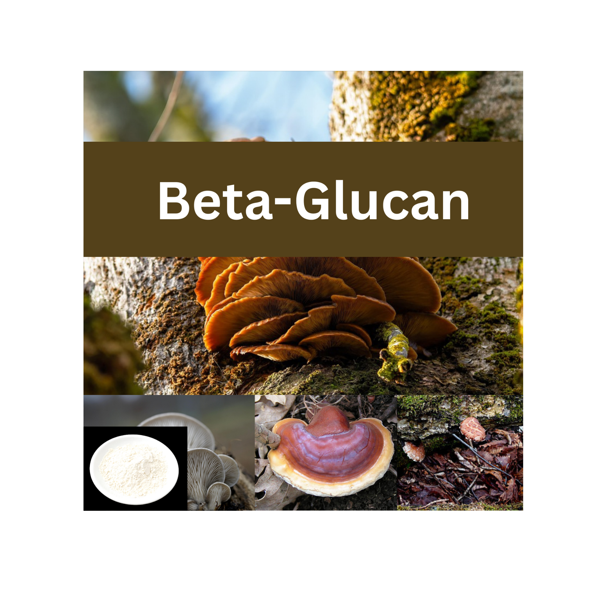 Beta Glucan